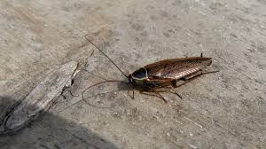 Attēlu rezultāti vaicājumam “Ectobius sylvestris female”