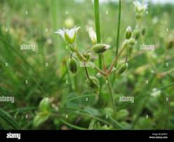 Attēlu rezultāti vaicājumam “Cerastium semidecandrum bud”