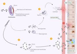 Attēlu rezultāti vaicājumam “Physarum virescens plasmodium”