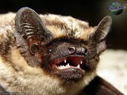 Attēlu rezultāti vaicājumam “Vespertilio murinus”