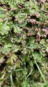 Attēlu rezultāti vaicājumam “Conocephalum salebrosum sporophyte”