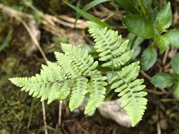 Attēlu rezultāti vaicājumam “Gymnocarpium robertianum”