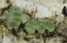 Attēlu rezultāti vaicājumam “Physarum virescens spores”