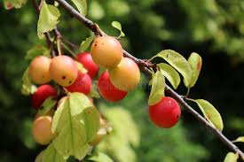 Attēlu rezultāti vaicājumam “Populus x canadensis fruit”