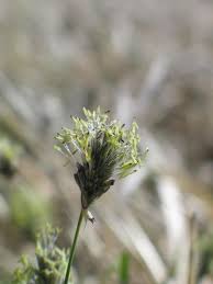 Attēlu rezultāti vaicājumam “Sesleria caerulea”