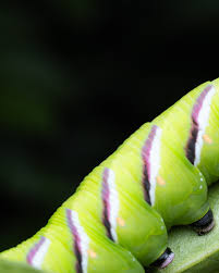 Attēlu rezultāti vaicājumam “Sphinx ligustri”