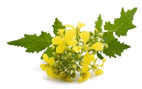 Attēlu rezultāti vaicājumam “Sinapis alba flower”