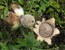 Attēlu rezultāti vaicājumam “Geastrum”