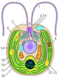 Attēlu rezultāti vaicājumam “Chlorophyta”