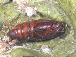 Attēlu rezultāti vaicājumam “Selenia dentaria imago”