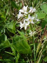 Attēlu rezultāti vaicājumam “Menyanthes trifoliata”