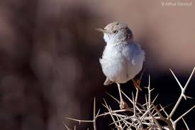 Image result for Sylvia nana