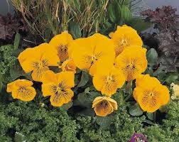 Image result for Viola wittrockiana