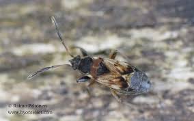 Attēlu rezultāti vaicājumam “Scolopostethus thomsoni”