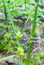 Attēlu rezultāti vaicājumam “Carex lasiocarpa male flower”