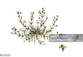 Attēlu rezultāti vaicājumam “Sagina procumbens”