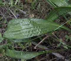 Attēlu rezultāti vaicājumam “Plantago lanceolata leaf”