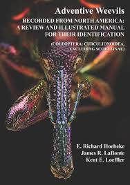 Image result for Coleoptera Curculionoidea