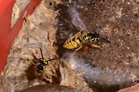 Attēlu rezultāti vaicājumam “Vespula germanica”