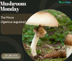 Attēlu rezultāti vaicājumam “Agaricus”