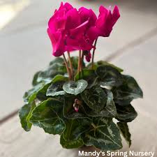 Image result for Cyclamen persicum