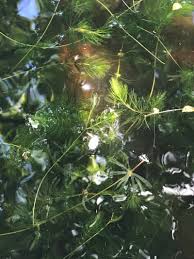 Attēlu rezultāti vaicājumam “Ceratophyllum demersum”