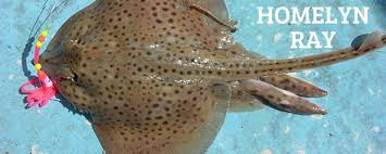 Image result for Raja montagui