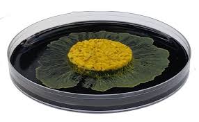 Attēlu rezultāti vaicājumam “Physarum globuliferum stalked”