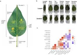 Attēlu rezultāti vaicājumam “Populus x petrowskyana”