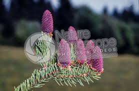 Attēlu rezultāti vaicājumam “Picea abies female flower”