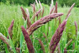 Attēlu rezultāti vaicājumam “Holcus lanatus  flower”