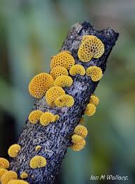 Attēlu rezultāti vaicājumam “Calocera glossoides”