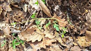 Attēlu rezultāti vaicājumam “Corydalis cava leaf”