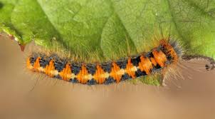 Attēlu rezultāti vaicājumam “Lasiocampa quercus imago”