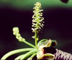 Attēlu rezultāti vaicājumam “Ginkgo biloba female flower”
