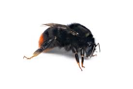 Attēlu rezultāti vaicājumam “Bombus lapidarius”