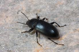 Attēlu rezultāti vaicājumam “Tenebrionidae”