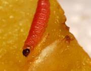 Attēlu rezultāti vaicājumam “Grapholita funebrana larva”