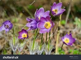 Attēlu rezultāti vaicājumam “Pulsatilla pratensis flower”