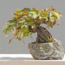 Image result for parthenocissus bonsai