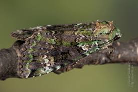 Attēlu rezultāti vaicājumam “Anaplectoides prasina”