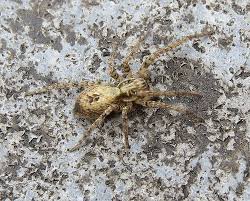 Attēlu rezultāti vaicājumam “Anyphaena accentuata male”