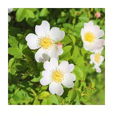 Attēlu rezultāti vaicājumam “Rosa canina”