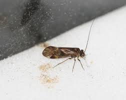 Attēlu rezultāti vaicājumam “Metylophorus nebulosus”