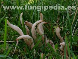 Attēlu rezultāti vaicājumam “Clavaria fumosa”