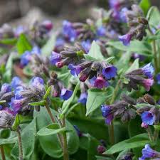Attēlu rezultāti vaicājumam “Pulmonaria angustifolia”