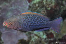 Image result for Scarus niger