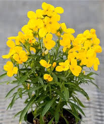 Image result for Cheiranthus cheiri