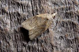 Attēlu rezultāti vaicājumam “Capua vulgana”