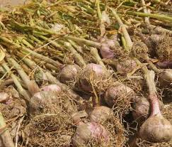 Attēlu rezultāti vaicājumam “Allium sativum fruit”